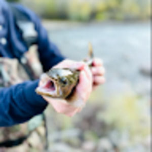 Meet your Posher, Chase